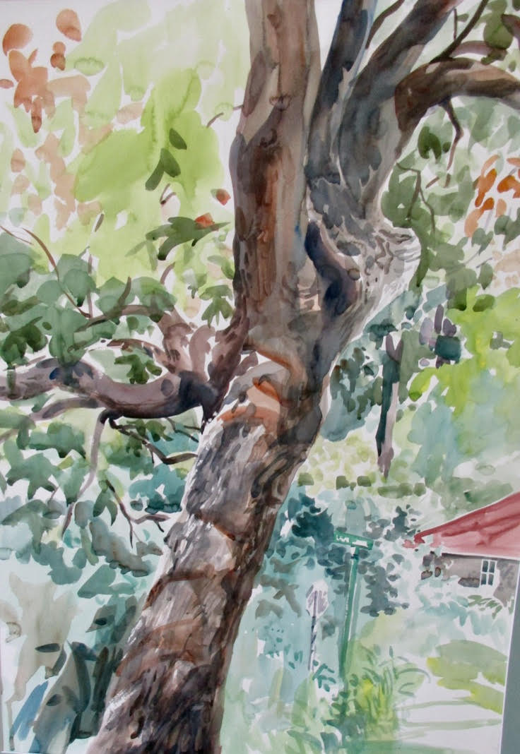 Sturdy Oak, watercolor, matted, approx. 26" x 22", sold, by Gwendolyn Evans